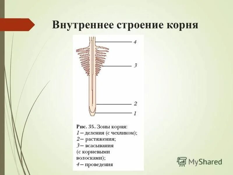 Какого значение корневых волосков