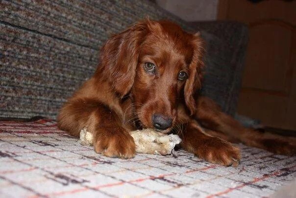 английский сеттер оранж бельтон. щенки ирландского сеттера черные. английский сеттер. сеттер в добрые руки. ирландский сеттер каникросс.