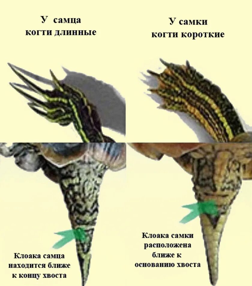 Как отличить черепаху мальчика. Как определить пол Черепашки красноухой. Красноухая черепаха самец и самка. Красноухая черепаха отличие самца от самки. Красноухая черепаха определить пол.