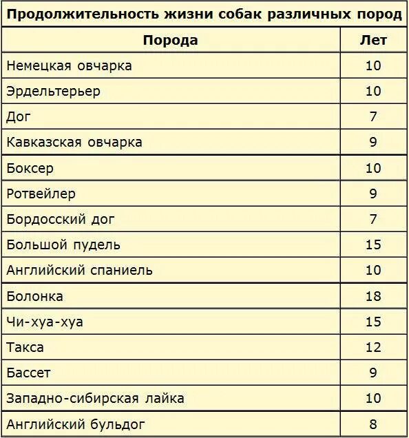 Сравните продолжительность жизни. Средняя Продолжительность жизни собак. Продолжительность жизни собак мелких пород таблица. Сколько лет живут собаки по породам. Сколько лет живут породистые собаки таблица.