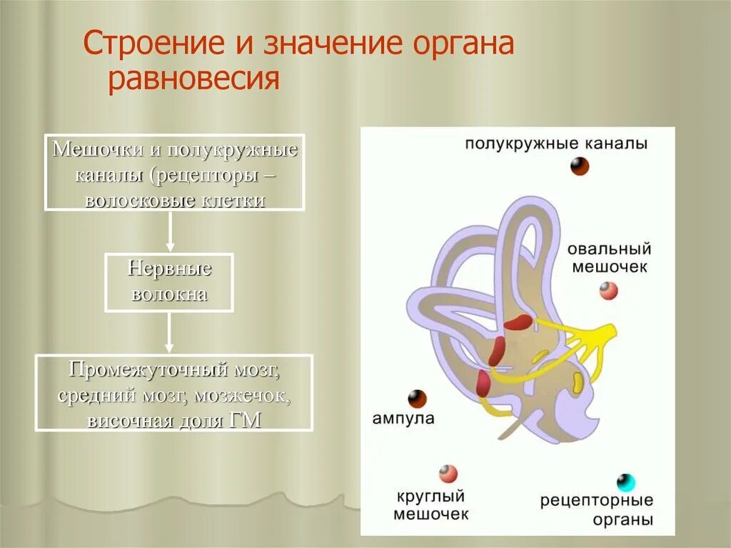 Значение органа равновесия