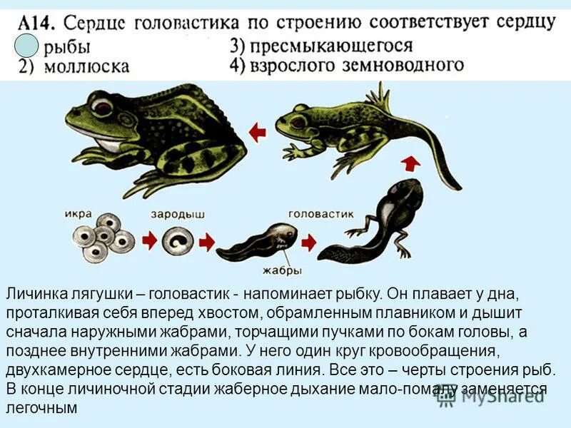 Внутреннее различие головастика и лягушки. Стадии развития головастика лягушки. Стадии личинок лягушки. Строение головастика. Строение головастика лягушки.