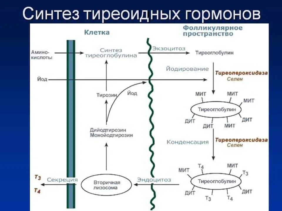 Тироксин ферменты. Биосинтез гормонов щитовидной железы схема. Синтез тиреоидных гормонов биохимия схема. Синтез тиреоидных гормонов щитовидной железы схема. Схема регуляции синтеза тиреоидных гормонов.