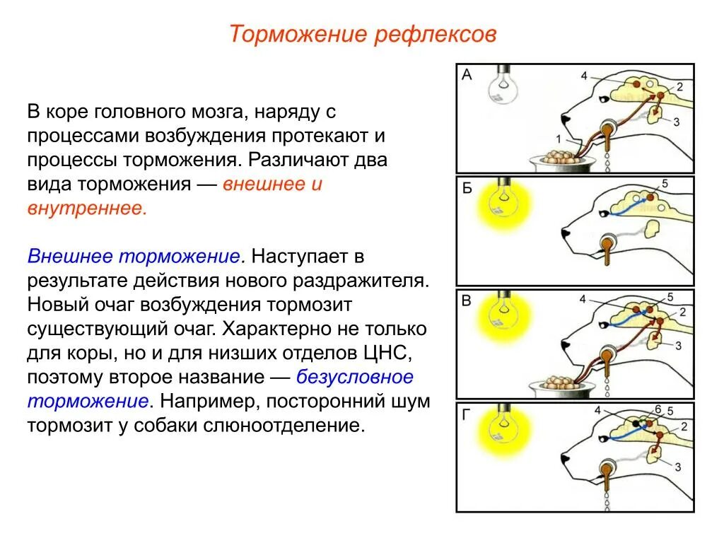 Торможение условных рефлексов по Павлову. Пример внешнего безусловного торможения условного рефлекса. Процесс торможения условного рефлекса это. Процессы возбуждения и торможения, протекающие в мозге.