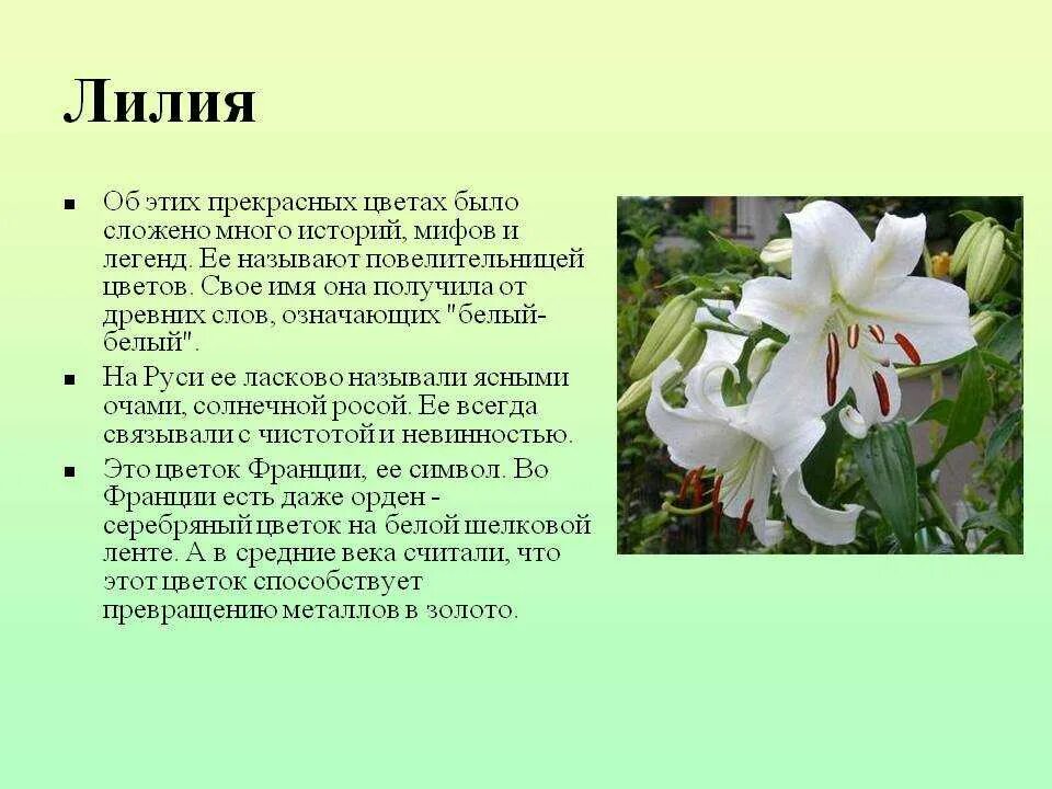 Цвети значение слова. Описание цветка. Описание цветов. Описание любого цветка. Лилия описание растения.