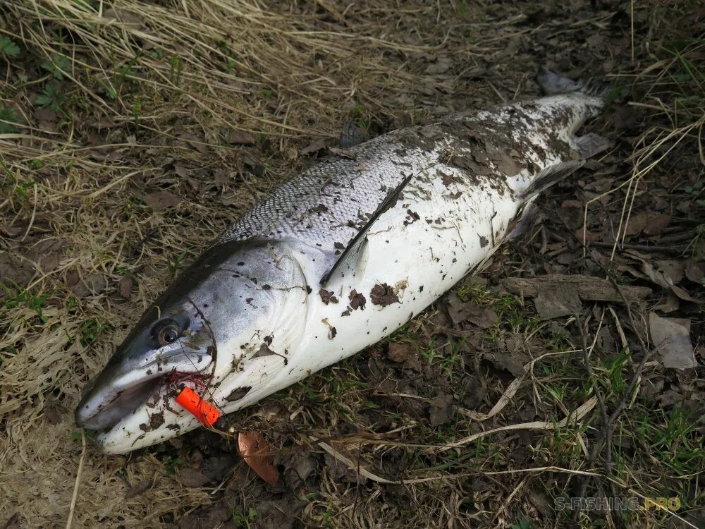 Кумжа умба. Рыбалка семга кольский. Блесна на семгу на кольском. Рыбалка на кольском полуострове на семгу. Морская рыбалка на кольском полуострове.