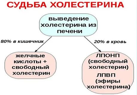 Содержание холестерина в печени