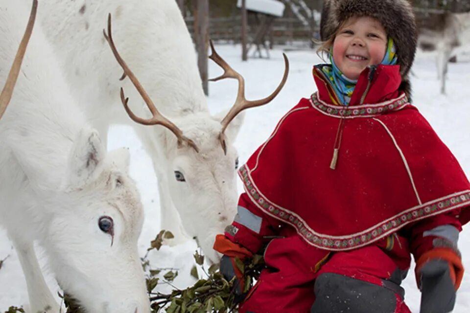 жители лапландии. саамская лапландия. саамы оленеводы. житель лапландии. саамы народ норвегия.