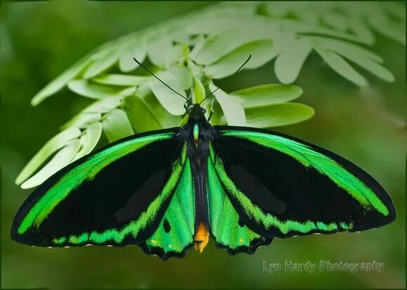 Queen Alexandra's Birdwing (Ornithoptera alexandrae) is the largest butterfly in