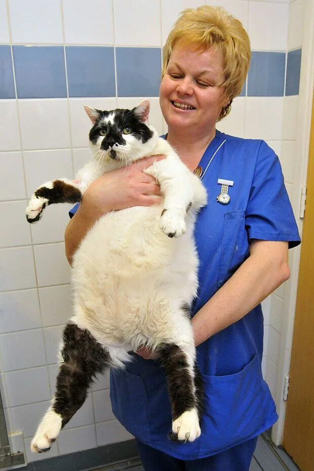 Ожирение у кота. Коты с ожирением. Ожирение у домашних животных. Ожирение у котят. Fat pets