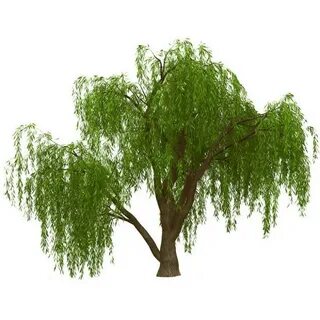 Ива рисунок для детей
