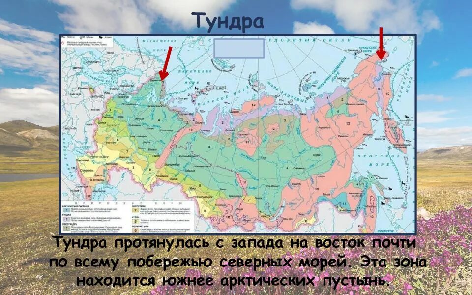 Какая зона располагается в самой северной части. Зона арктических пустынь, тундра 6 класс. Подпишите по два три населенных пункта расположенных в зоне тундры. Арктика станет тайгой.