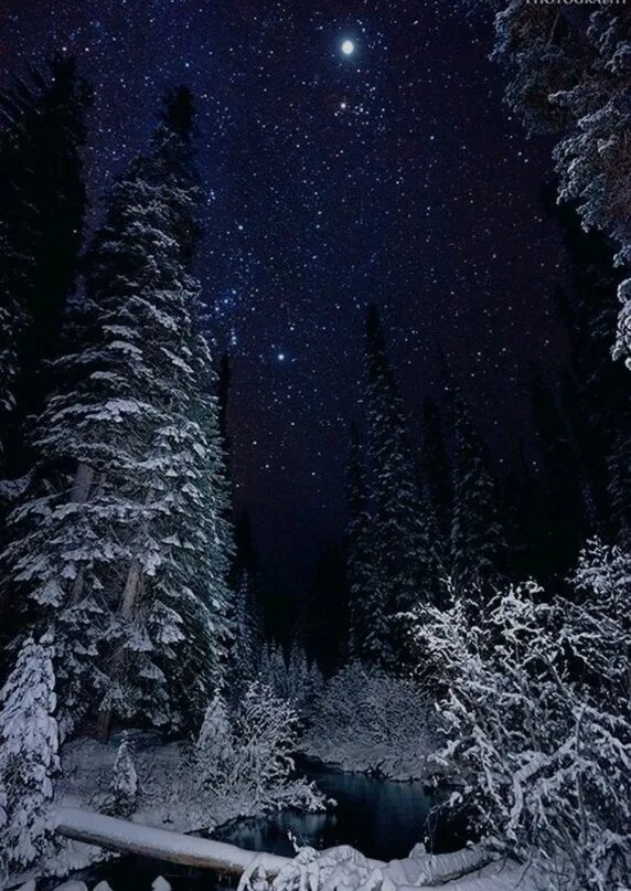 В декабре будет ночь. Зимняя ночь. зимний ночной пейзаж. зимний лес ночью. зимнее ночное небо.