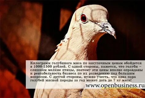 Польза голубей