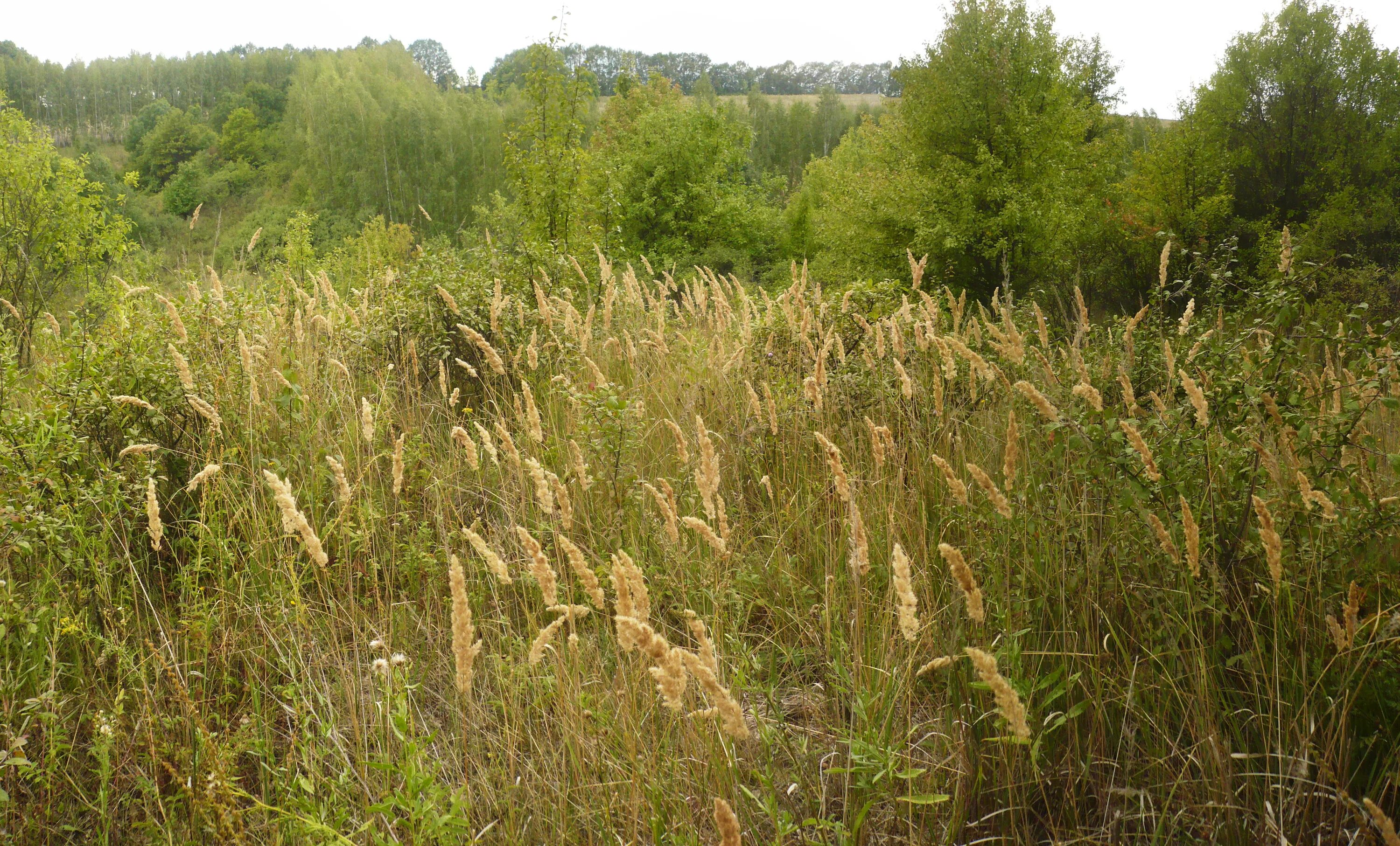 Вейник Луговой. Вейник Степной. Вейник Наземный Calamagrostis epigeios. Вейник Лангсдорфа.