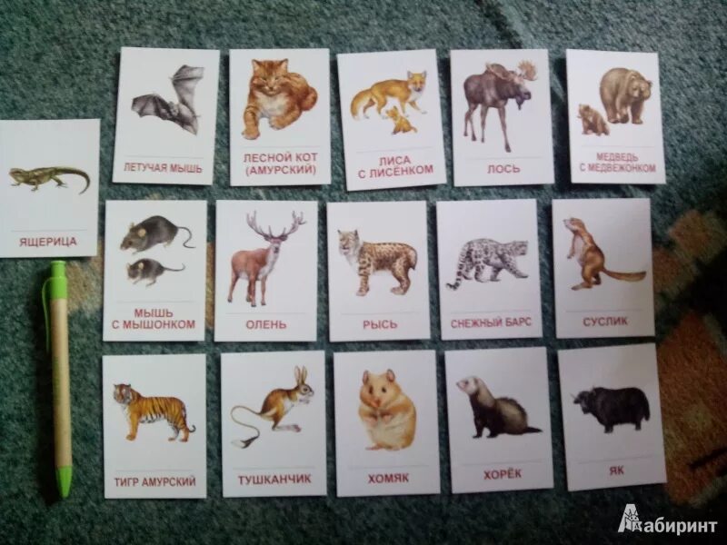 В названии лесного зверька две буквы. Дикие животные 16 карточки. Дикое животное из двух букв. Животные из четырёх букв.