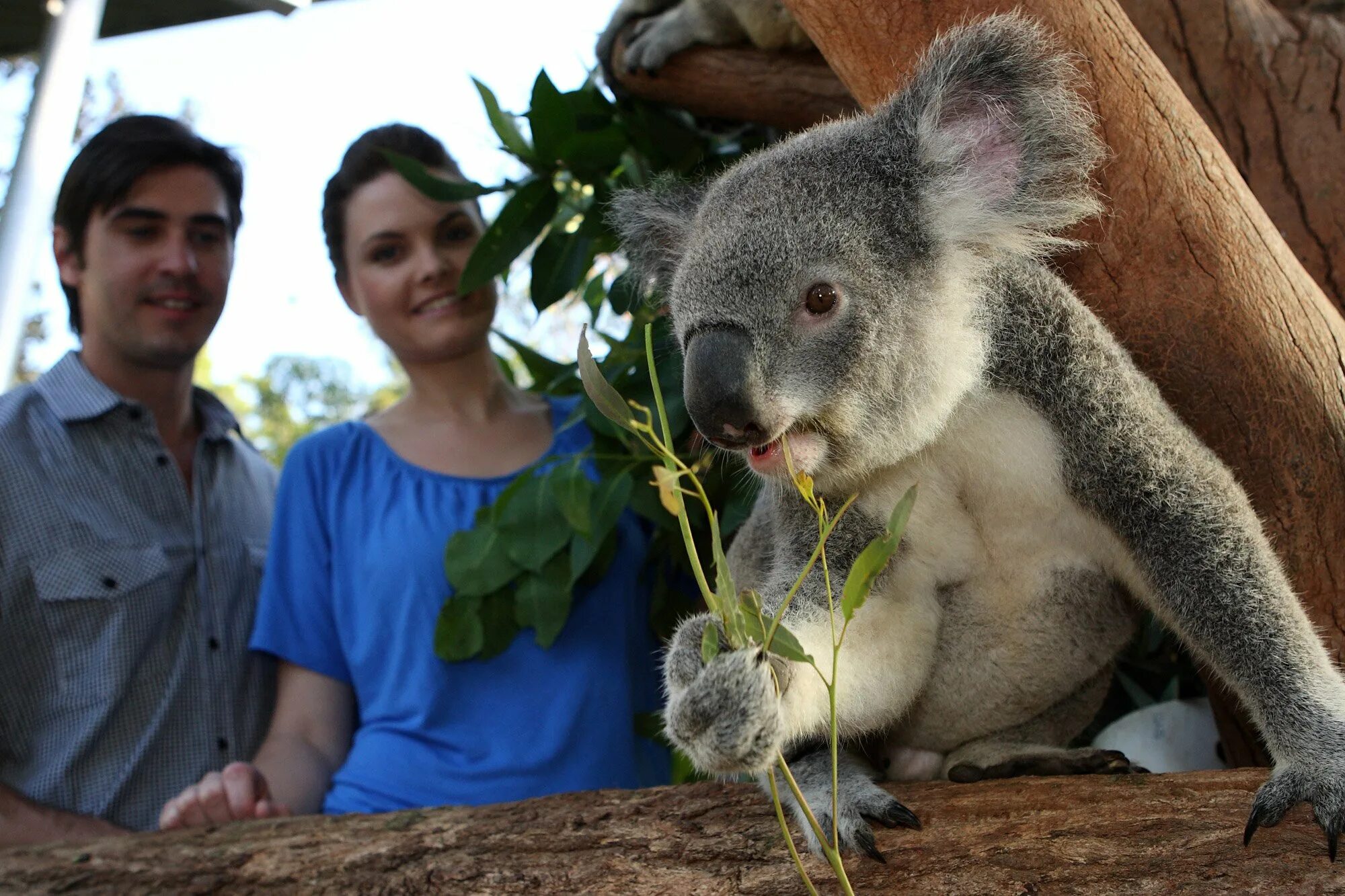 Коала в зоопарке. Зоопарк Таронга в Австралии. Таронга Сидней. Taronga зоопарк Сидней. Австралия кенгуру и коала.