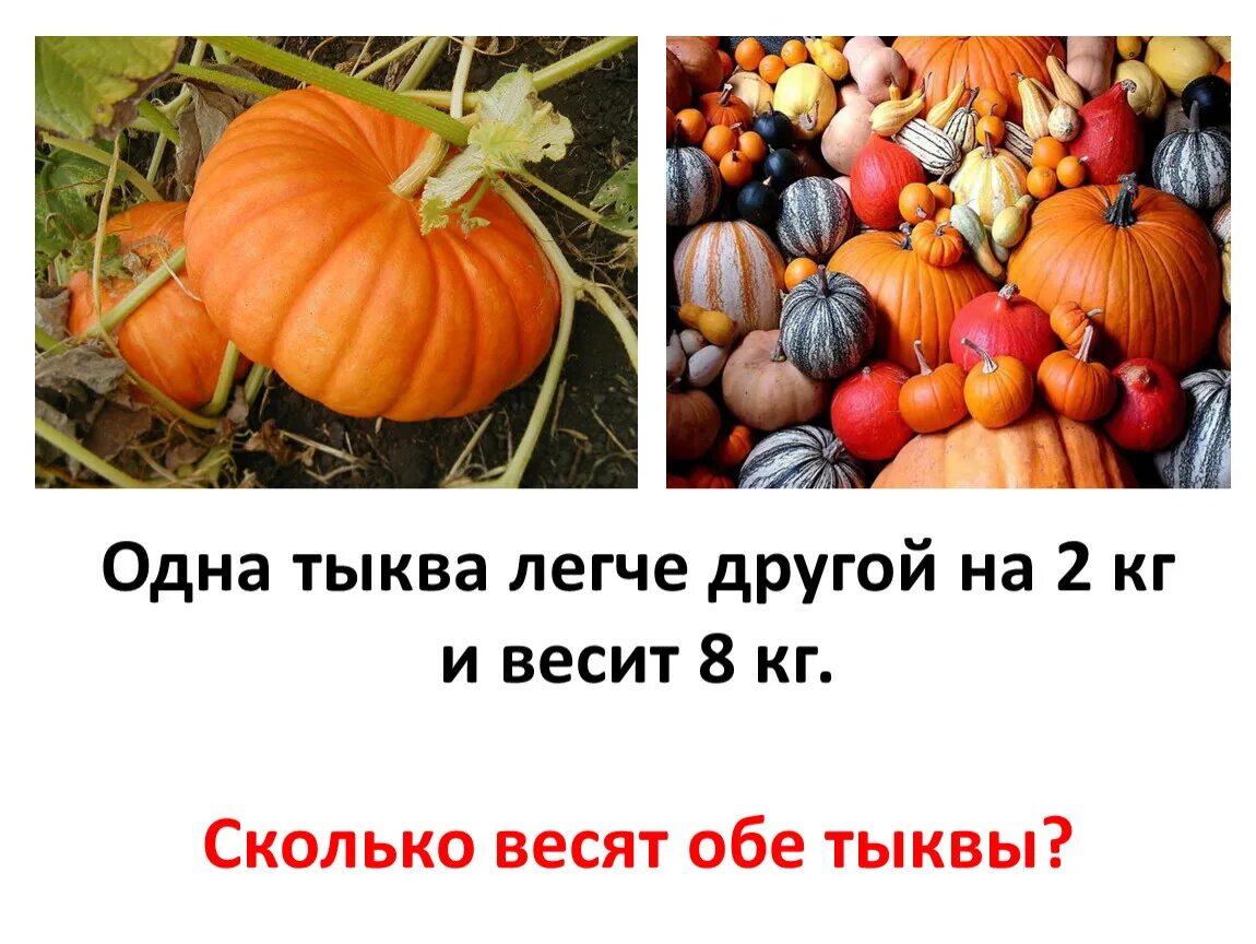 Сколько кг в тыкве. Средний вес тыквы. сколько весит тыква. тыква весит 2. вес одной тыквы.