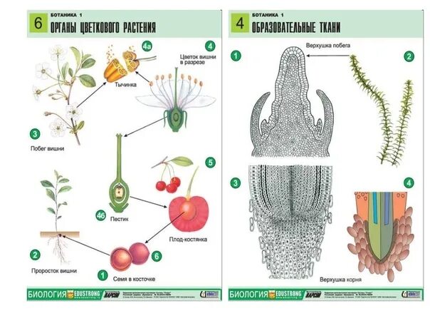 Плакат по биологии. Учебные плакаты по биологии. Плакаты по ботанике. Плакат по биологии 6 класс.