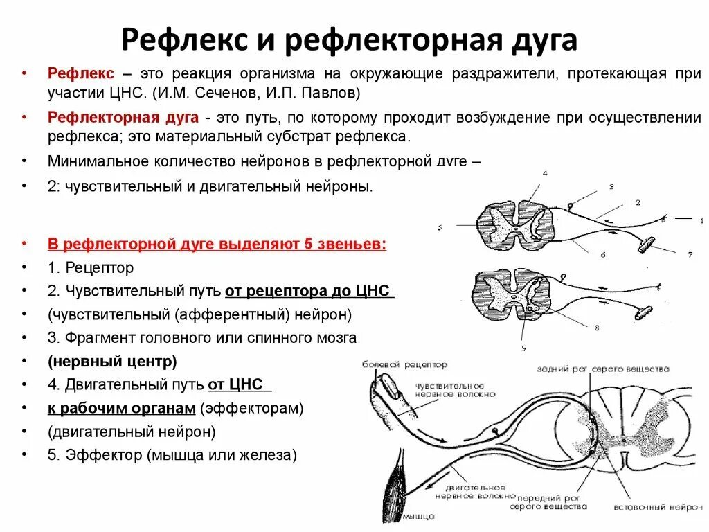 Схема трехнейронной рефлекторной дуги соматического рефлекса. Схема сложной рефлекторной дуги соматического рефлекса. Рефлекторная дуга сгибательного рефлекса схема. Структура и функции рефлекторной дуги. Назовите рабочий орган