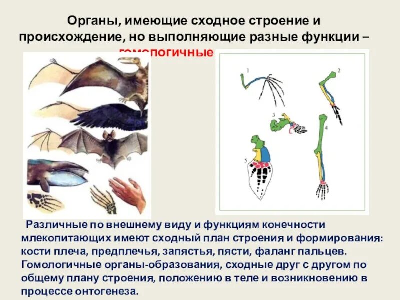 Органы сходные по функциям