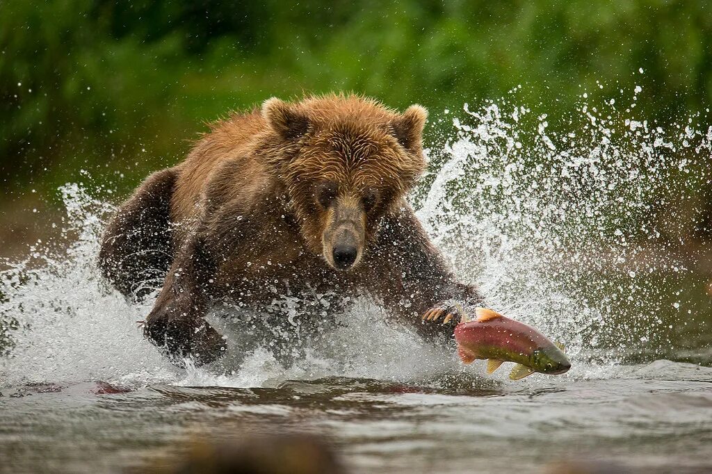Медведь с рыбой. Млекопитающие относящиеся к отряду ластоногие. Млекопитающие утка лосось медведь какое. Патагонская утка-пароход селезень. Млекопитающие относящиеся к отряду ластоногие.