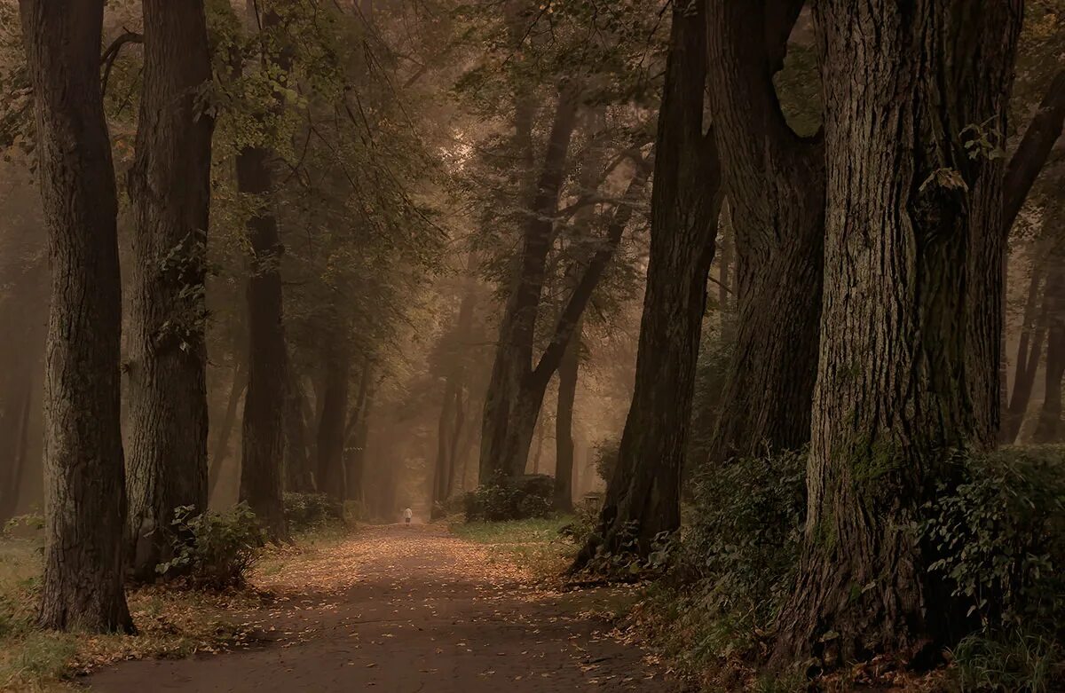 Мрачная аллея. Мрачный пейзаж. Осенний лес атмосферный. Аллея в старом парке. Природа осень.