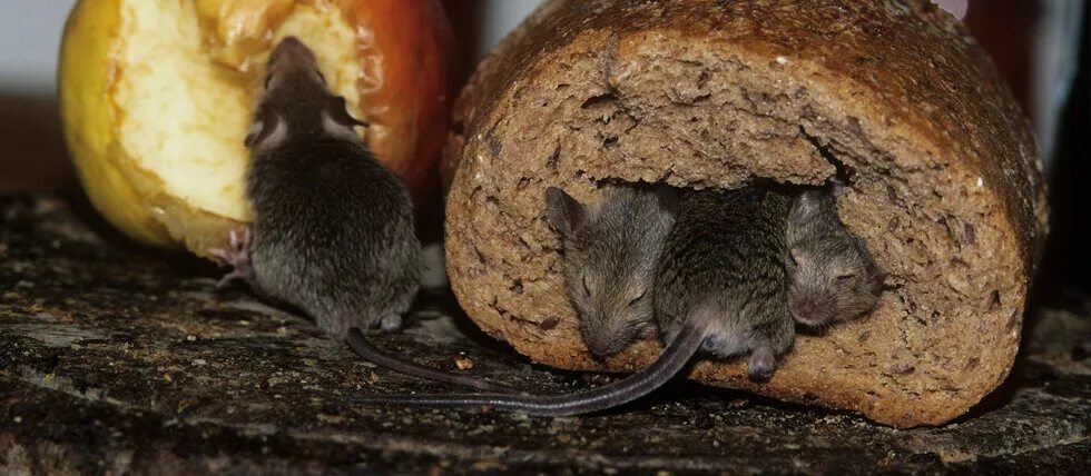 Едят ли мышей. Мыши в доме. Мышь и зерно.