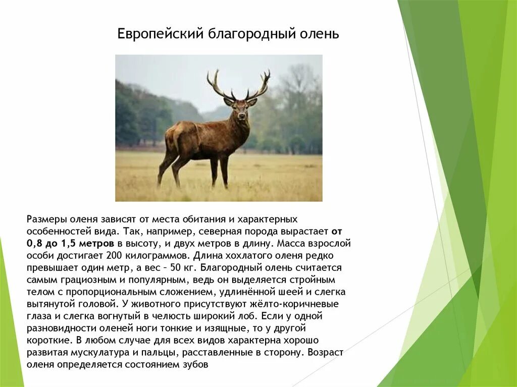 Благородный олень Европейский подвид. Описание оленя. Олень благородный описание. Благородный олень красная книга. Олень какой описание