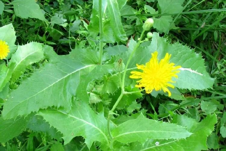 Осот желтый полевой. Как выглядит осот. Осот огородный (sonchus oleraceus l. Осот желтый полевой. Осот огородный, полевой.