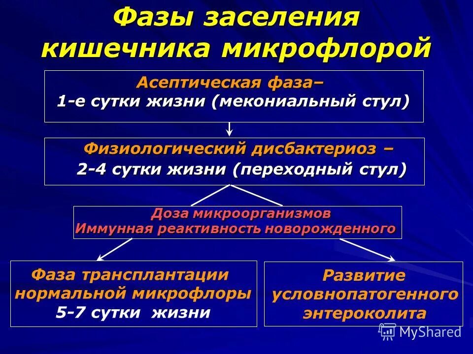 Микрофлора новорожденного. Этапы формирования микрофлоры. Фазы формирования микрофлоры. Фазы становления микрофлоры кишечника. Этапы формирования нормальной микрофлоры.