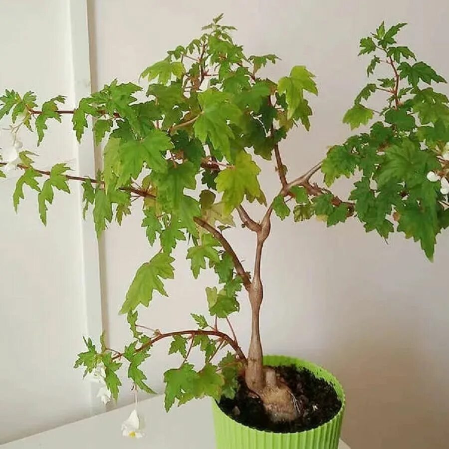 Бегония дрега. Бегония dregei. бегония дрега (begonia dregei). бегония дрега каудексная. бегония каудексная partita.