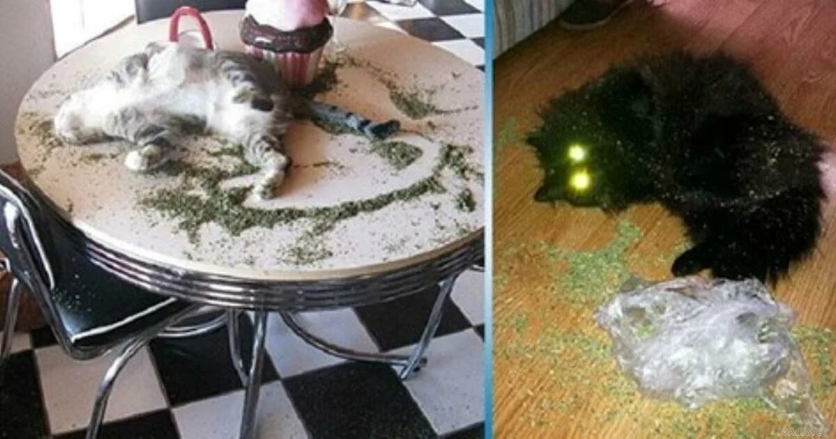 Ни коты. Кот объелся кошачьей мяты. коты после кошачьей мяты. кот нанюхался кошачьей мяты. котик наелся кошачьей мяты.