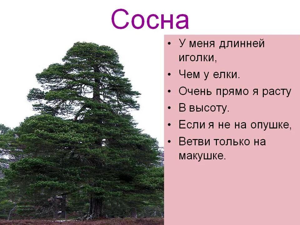 Предложения с словом хвойный. Стих про сосну. Стих про сосну для детей. Загадки про хвойные. Загадка про сосну.