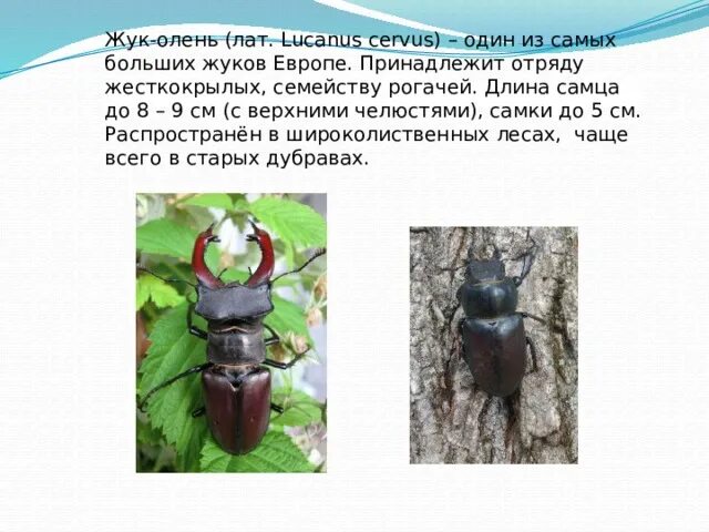 Жук олень части тела. Стадии жизненного цикла насекомого. Жизненный цикл жука оленя. Жизненный цикл жука. Тип развития жук олень.