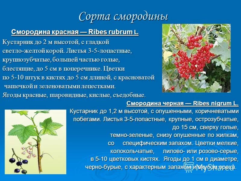 красный признак описание