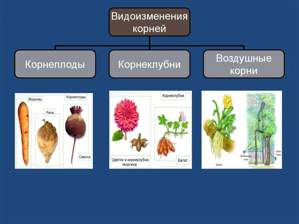 Корневые видоизменения. Корнеплод корневые клубни таблица. Корневые клубни метаморфоз. Корнеклубни клубни различие. Растения с корневыми клубнями на корнях.