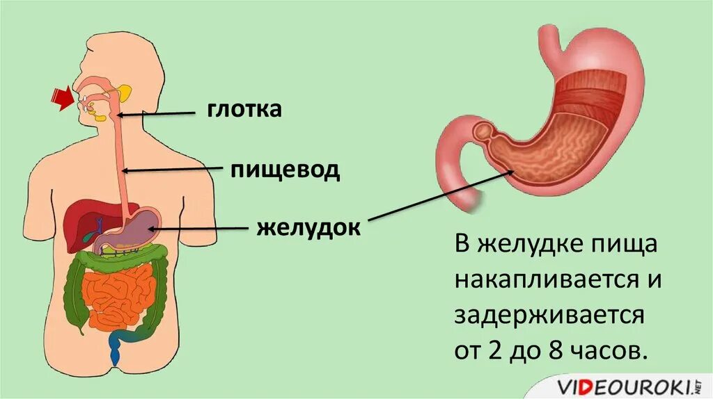 Что значит глоток. Пищеварение в ротовой полости и в желудке. ЖКТ процесс пищеварения.