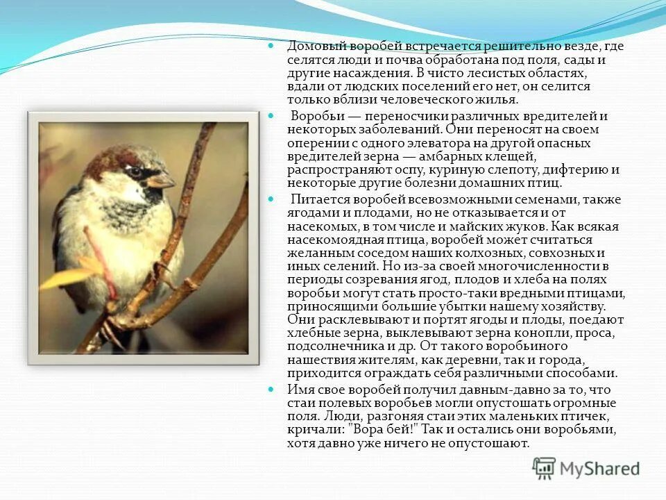 описание воробья. зимующий воробей. воробей вдали. где обитает воробей. краткая информация о воробье домовом.