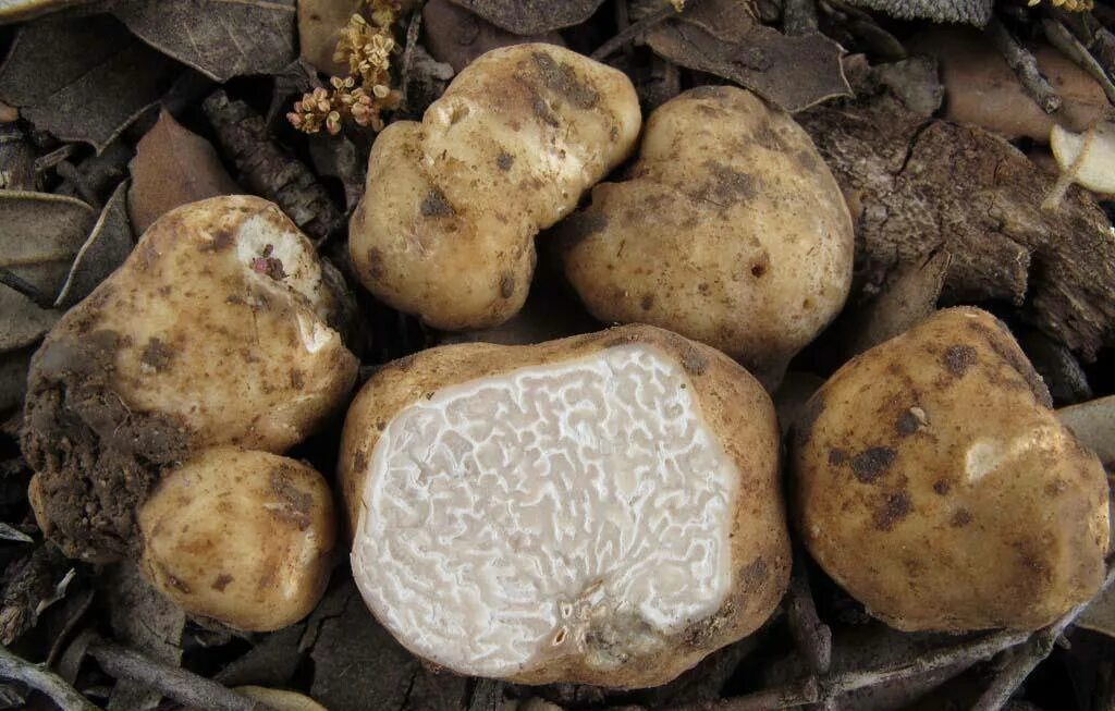 White truffle. Трюфель белый (choiromyces meandriformis). Трюфели и белые грибы. Земляной гриб трюфель. Крымский трюфель гриб.