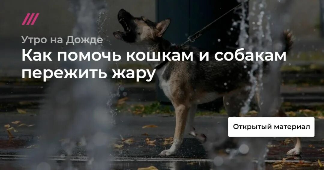 Как помочь животным в жару. Как помочь питомцу пережить жару. как помочь собаке пережить жару.