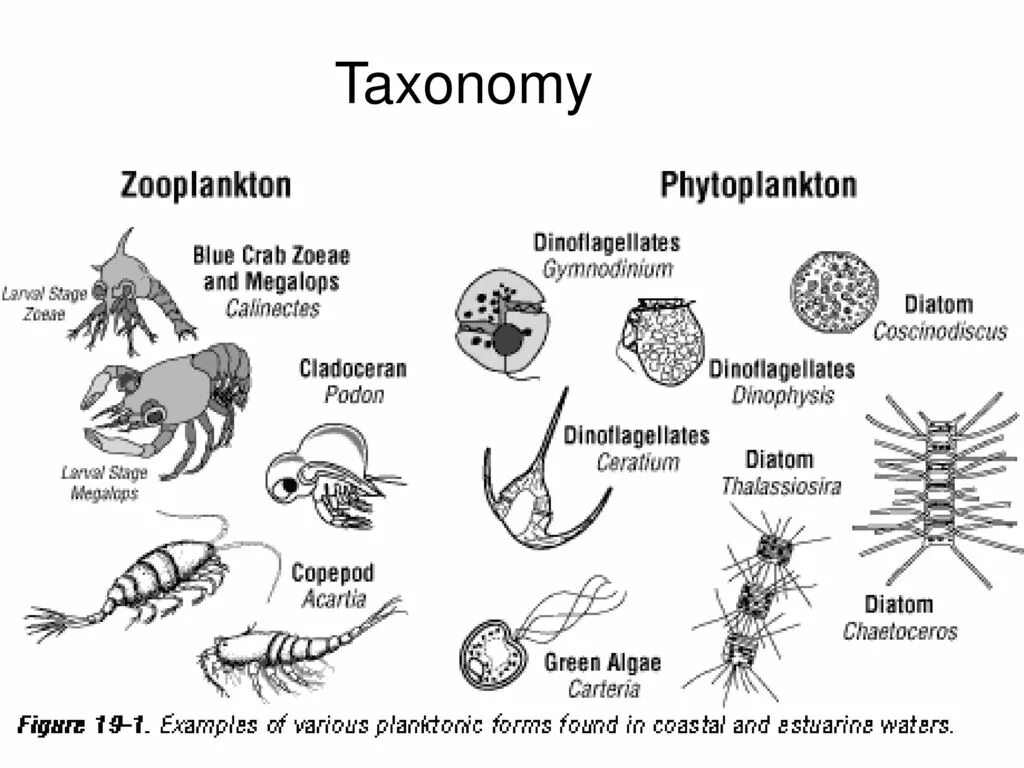 Фитопланктон термин. Планктон классификация. Зоопланктон и фитопланктон. Планктон систематика. Фито и зоопланктон.