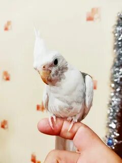 Безщекая корелла