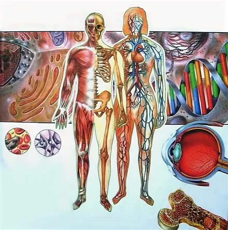 Ненужные органы у человека. Бесполезные органы у человека. Бесполезный орган в организме человека. Бесполезные органы