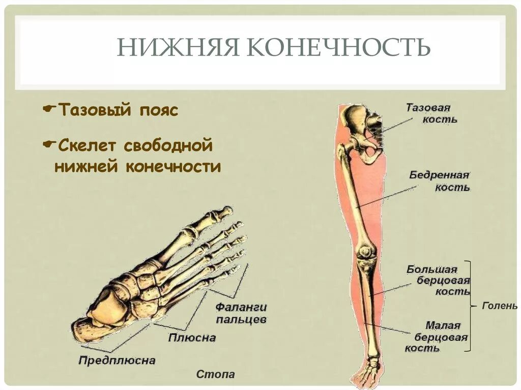 Анатомия костей нижних конечностей человека. Строение верхних и нижних конечностей. Скелет свободной нижней конечности. Строение свободной нижней конечности.