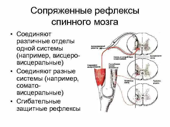 Какие защитные рефлексы. Рефлексы спинного мозга таблица физиология. Сопряженные рефлексы системы дыхания. Сопряженные рефлексы дыхательной системы. Защитный сгибательный рефлекс физиология.