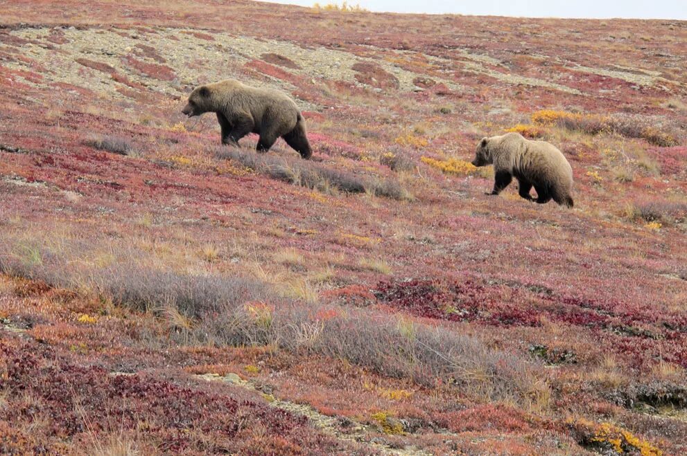 Растительный мир тундры Северной Америки. Животные тундры и лесотундры Северной Америки. Медведь в тундре.