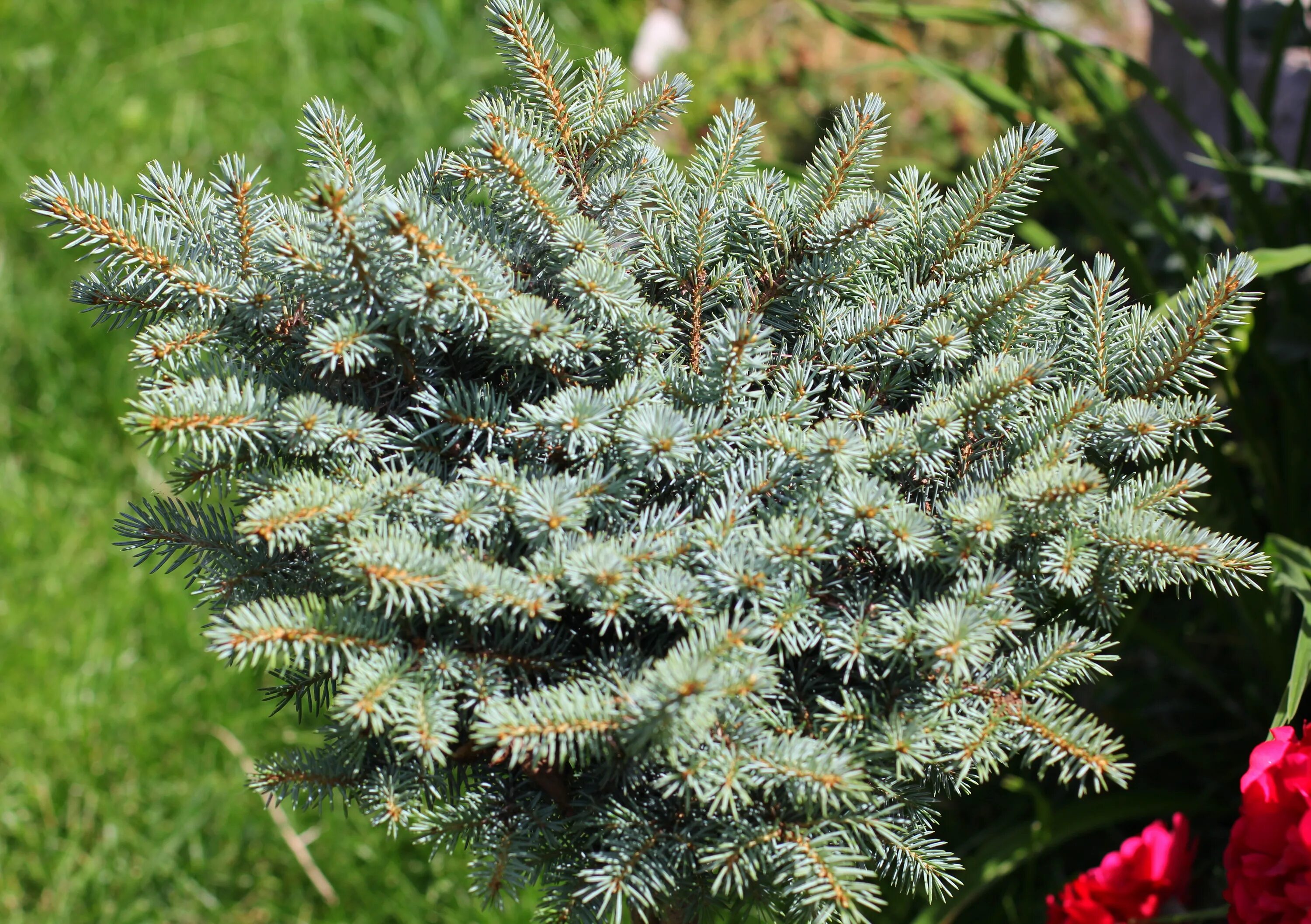 Ель колючая picea. Ель ситхинская (Picea sitchensis). Ель ситхинская Зильберцверг. Ель Picea pungens.