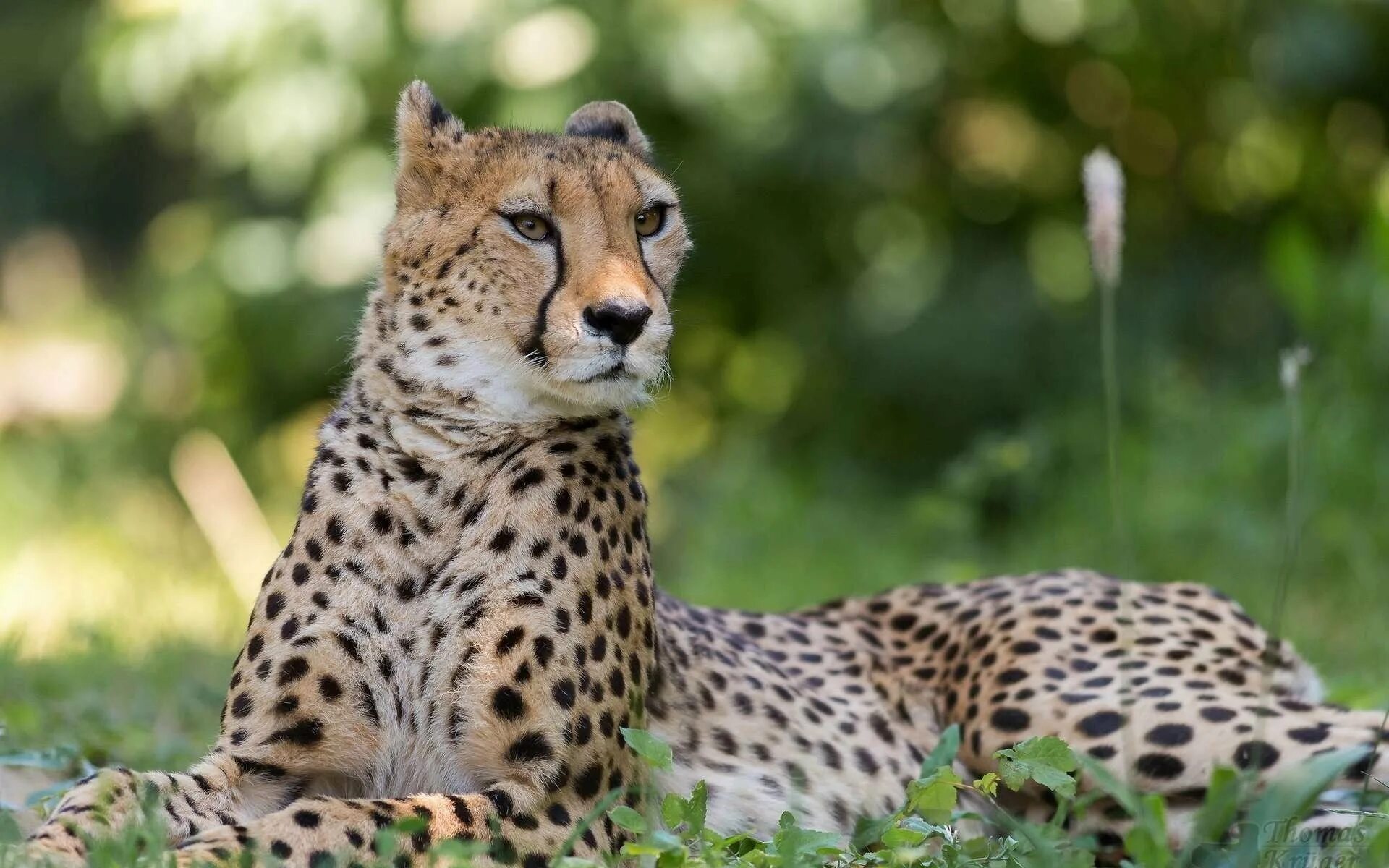 Картинки про. Cheetah (гепард). Королевский гепард. Белый гепард. Гепард лежит.