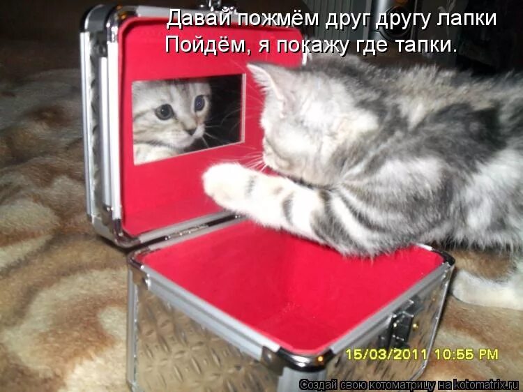 Песня давай пожмем друг другу. Котики пожимают друг другу лапки. Котики жмут друг другу лапы. Котики пожимают друг другу лапки Мем. Коты жмут лапки.